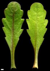 ​​​​​​​Veronica peregrina var. peregrina. Leaf surfaces, adaxial (left) and abaxial (right). Scale = 1 mm. Image: P.J. Garnock-Jones © P.J. Garnock-Jones CC-BY-NC 3.0 NZ